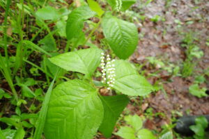 フタリシズカの白い花