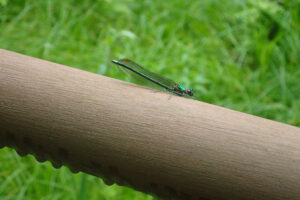 翅が透明なニホンカワトンボ