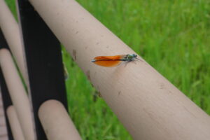 翅がオレンジ色のニホンカワトンボ