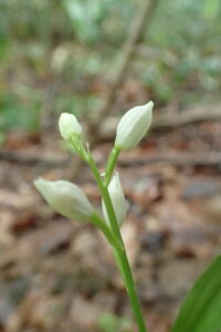 クゲヌマランの白い花