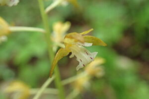 コケイランの黄色い花