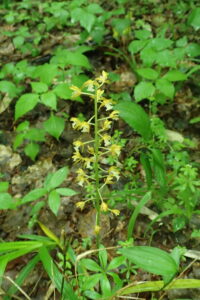 コケイランの黄色い花