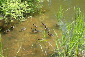池で泳ぐマガモの雛