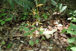 コケイランの黄色い花