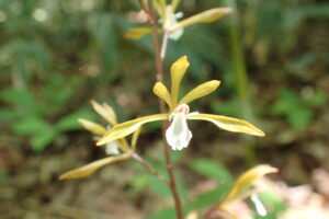 コケイランの黄色い花