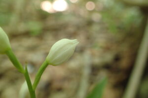 クゲヌマランの白い花