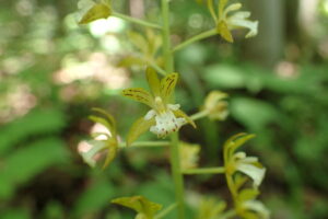 トケンランの黄色い花