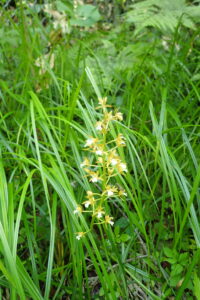 トケンランの黄色い花