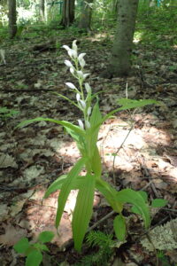 ササバギンランの白い花