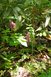 サイハイランの桃色の花
