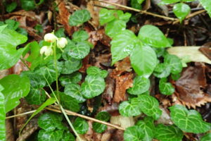 ジンヨウイチヤクソウの下向きの白い花