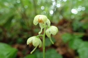 ジンヨウイチヤクソウの下向きの白い花