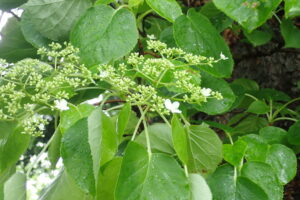 ツルアジサイの白い装飾花