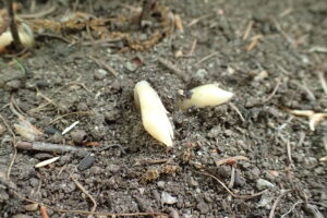 シャクジョウソウの芽