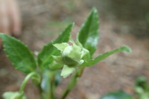 ウメガサソウの蕾