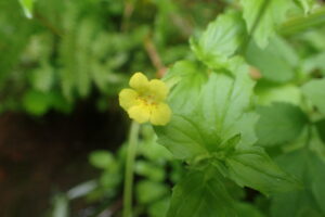 ミゾホオズキの黄色い花