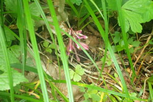 サイハイランの桃色の花