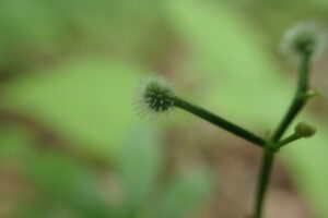 オククルマムグラの丸くて毛の生えた果実