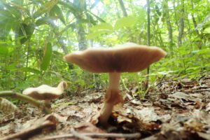 キノコを横から見たところ