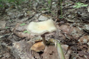 薄い褐色のキノコ