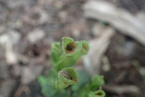 フデリンドウの果実