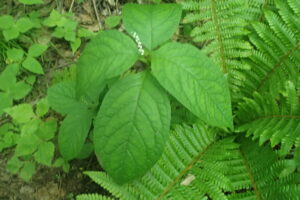 フタリシズカの白い花