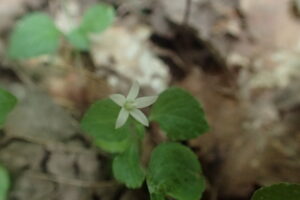 タニギキョウの白い花