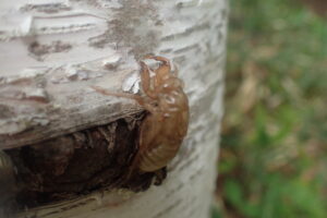 エゾハルゼミの抜け殻