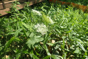 オオハナウドの白い花