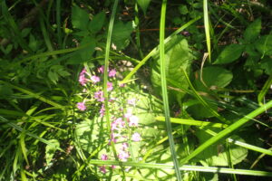 クリンソウの桃色の花