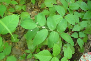 ミヤマナルコユリの白い花