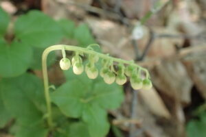 コイチヤクソウの蕾