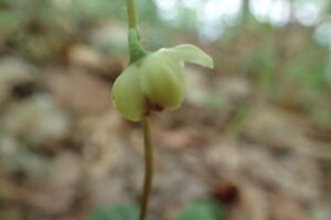 ジンヨウイチヤクソウの下向きの花