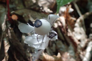 ギンリョウソウの白い果実