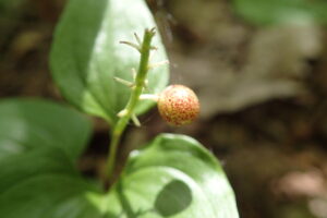 マイヅルソウのうずらの卵の模様のような果実