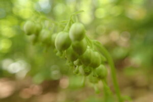 コイチヤクソウのスズランのような蕾