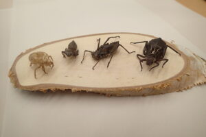 トンボやセミの抜け殻