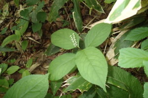 フタリシズカの白い花