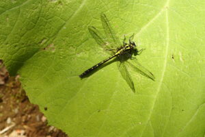 葉の上にとっまているトンボ