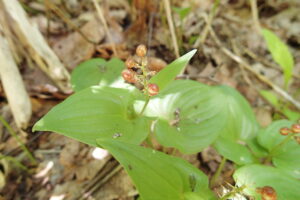 マイヅルソウのうずらの卵の模様のような果実