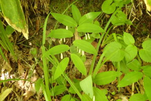 ミヤマナルコユリのぶらさがった白い花