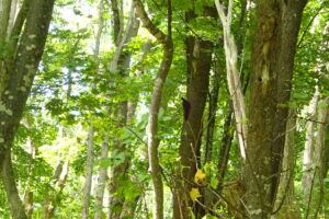 黒い大型のキツツキ、クマゲラ