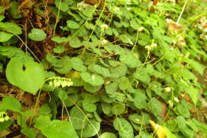 ジンヨウイチヤクソウの下向きの花