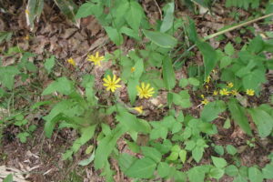 ハナニガナの黄色い花