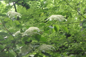 ツルアジサイの白い飾り花