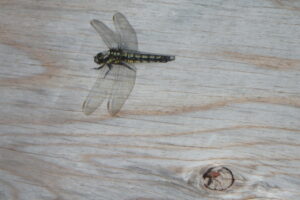 シオヤトンボのメス