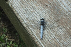 シオヤトンボオス