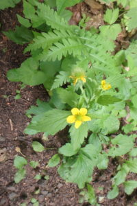 オオダイコンソウの黄色い花