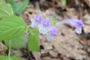 エゾタツナミソウの紫色の花