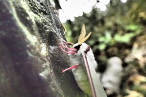 淡い緑色の大きな蛾オオミズアオ